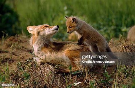 Baby Foxes Playing Photos and Premium High Res Pictures - Getty Images