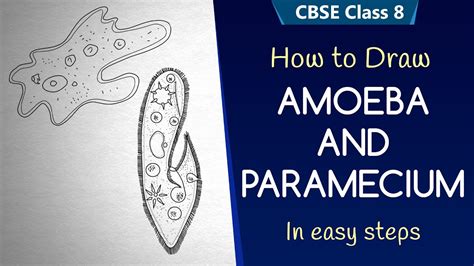 How To Draw Amoeba Paramecium Th Science Class Ncert Class