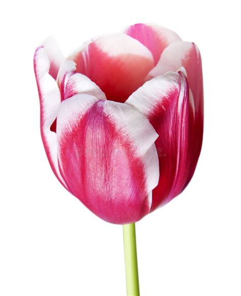 Petals Of Pink Tulip Stock Photo Image Of Flower Pattern 29552918