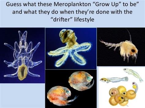 Meroplankton - Alchetron, The Free Social Encyclopedia