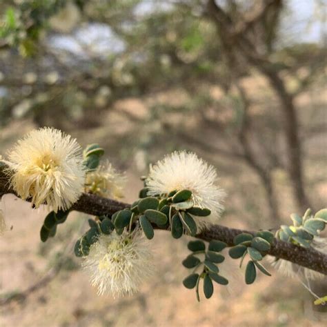 Acacia Mellifera Black Thorn Acacia Tree Seeds Senegalia Mellifera 10