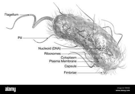 Illustration Showing Escherichia Coli Bacteria E Coli With Nucleoid Dna Ribosomes