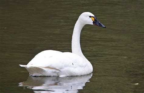 Birding Tours Pitta Nature Tours