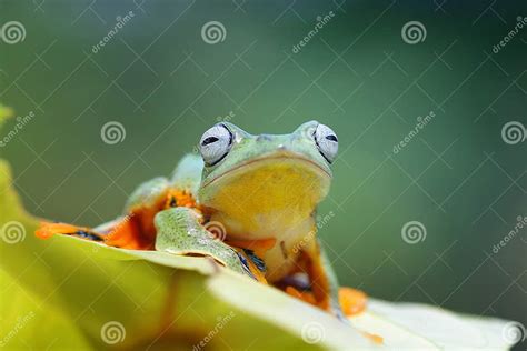 Tree Frog Flying Frog Javan Tree Frog Wallace Stock Image Image Of