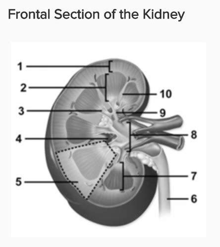 A P II Urinary System Flashcards Quizlet