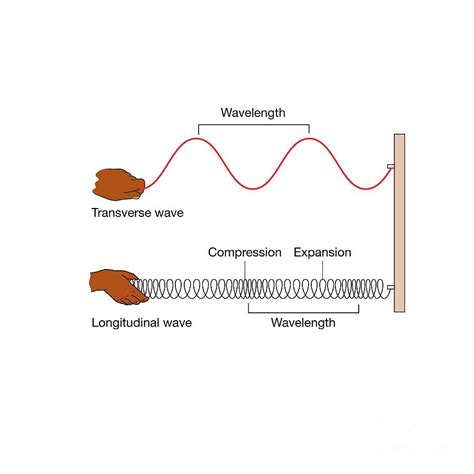 Transverse And Longitudinal Waves By Science Photo Library