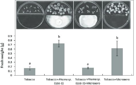 Growth Promotion Of Tobacco Seedlings Under Microaero Conditions And Or