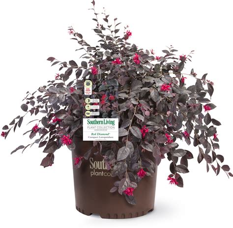 Red Diamond Loropetalum | PlantAddicts.com