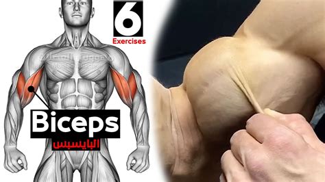 How To Build Your Biceps Fast 6 Effective Exercises تمارين البايسبس