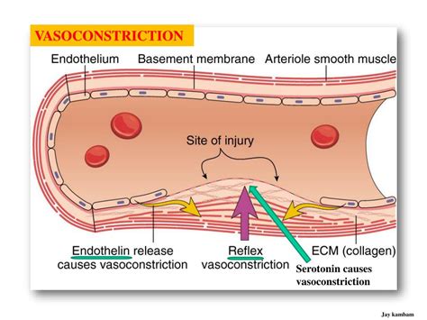 Ppt Achieving Perioperative Hemostasis Powerpoint Presentation Free Download Id1422733