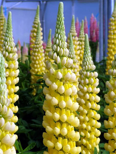 Westcountry™ Desert Sun Lupine Lupinus Polyphyllus Proven Winners