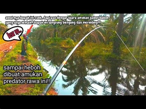 Super Ganas Mancing Gabus Babon Dengan Tehnik Mengentul Sampai