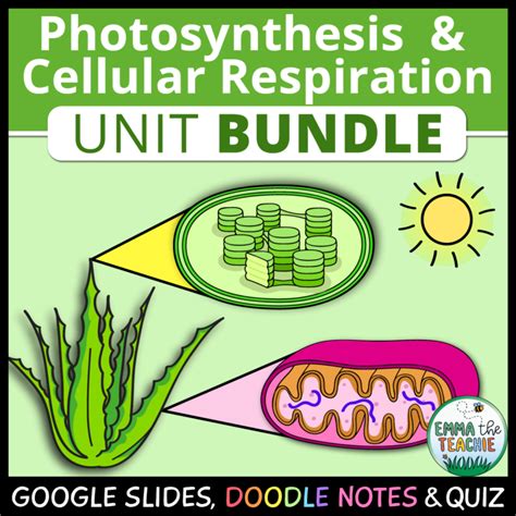 Cellular Respiration Lesson Emmatheteachie Resources