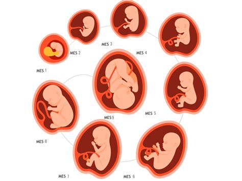 Desarrollo del bebé en el embarazo evolución semana a semana