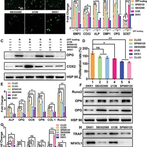 Mechanistic Analysis Of Osteocyte MLOY4 Induced Regulation Of