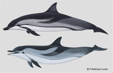 Striped Dolphin By Namu The Orca On Deviantart