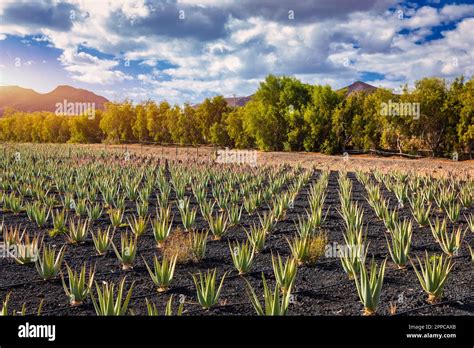 Planta De Aloe Vera Plantaci N De Aloe Vera Fuerteventura Islas