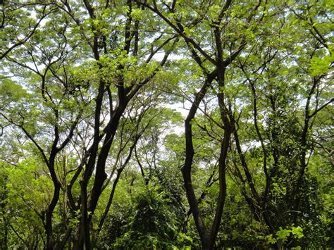 Fotos gratis árbol naturaleza rama planta madera calentar luz