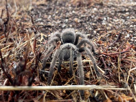 Its Tarantula Mating Season In California Santa Lucia Conservancy