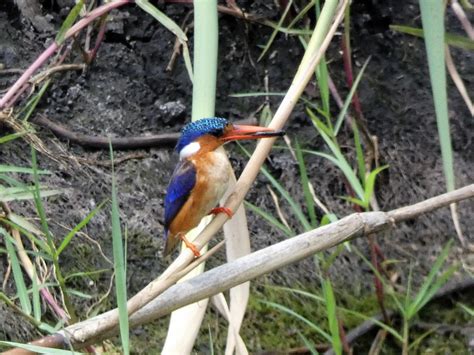 Malachite Kingfisher Gletwyn Dam Harare Zimbabwe First Flickr