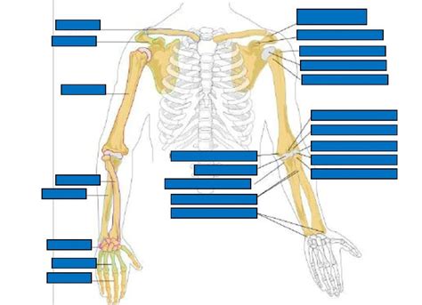 Diagram Of Upper Limb Bone Anatomy 1 Quizlet