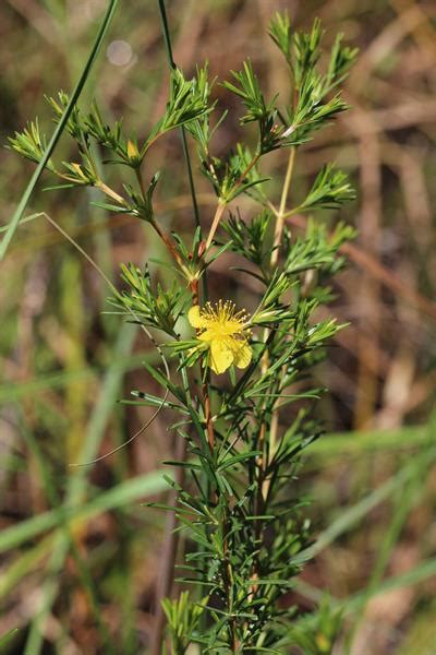 Hypericum Fasciculatum Peelbark St John S Wort Fsus