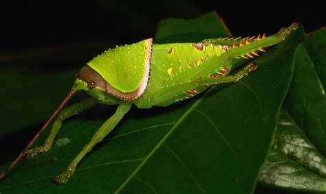 Giant False Leaf Katydid Nymph Pseudophyllus Titan Pseud Flickr