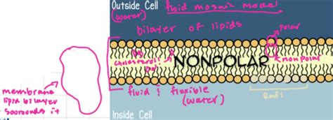 Module Cell Anatomy Intro Cytoplasm Nucleus Flashcards Quizlet