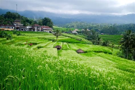 Hal Penting Memahami Subak Sistem Pertanian Adat Bali Yang Jadi