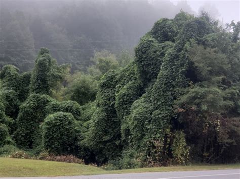 Kudzu Plant In Georgia