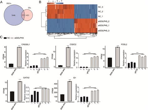 Golph Modulates Expression And Alternative Splicing Of Transcription