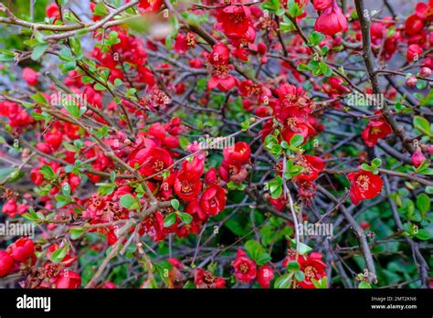 Detail Of Shrub Of Red Flowering Quince Flowers With Vibrant Coral Red