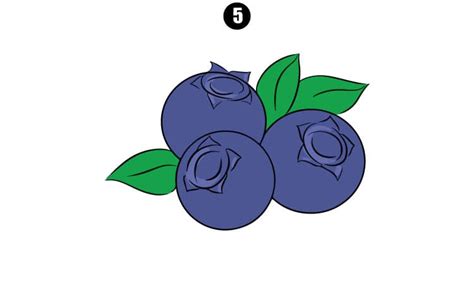 Blueberry Drawing - Step By Step Tutorial - Cool Drawing Idea