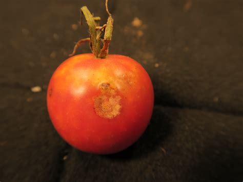 Anthracnose Tomato