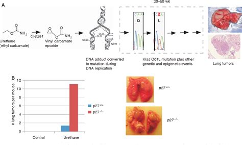 Figure 1 From Induction Of Lung Tumors In Mice With Urethane