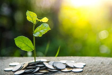 Premium Photo Close Up Of Coins On Leaf Against Blurred Background