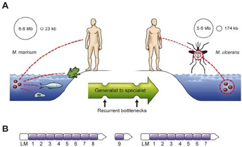 Evolution Of A New Infectious Disease Agent A Recent Evolution Of Download Scientific