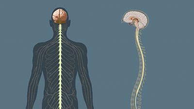 Central nervous system | Description, Anatomy, & Function | Britannica