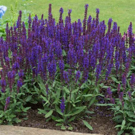 Thompson And Morgan 24 X Salvia Nemorosa Salvatore Deep Blue Plug Plants Robert Dyas