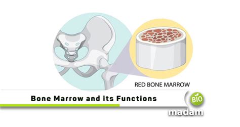 Types Of Bone Marrow And Its Functions Biomadam