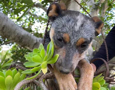 Mikes mini Austrailian cattle dogs/Mikes mini blue heelers | Orange CA
