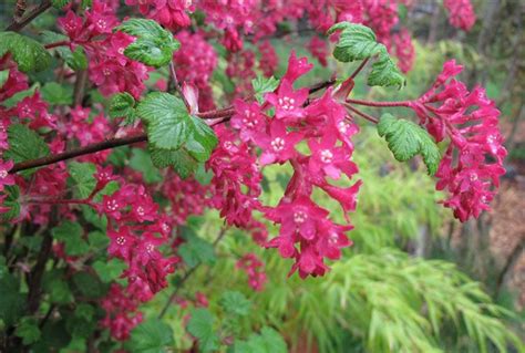 King Edward Vii Flowering Currant Ribes Sanguineum King Edward Vii