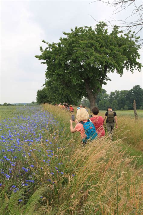 S Chsischer Wandertag In Grimma Entdeckertour Baumwege Baumwege