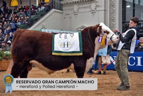 Río Negro fue elegido para celebrar los 100 años de la raza Hereford en