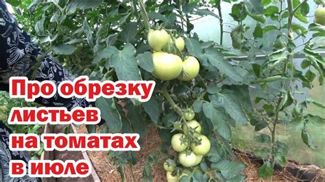 Нужна ли обрезка листьев томатов в июле? - YouTube