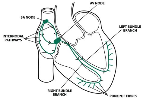 Cardiac Conduction System Medical Exam Prep