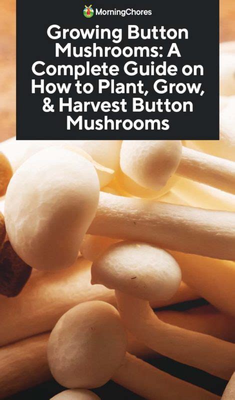 Growing Button Mushrooms A Complete Guide On How To Plant Grow