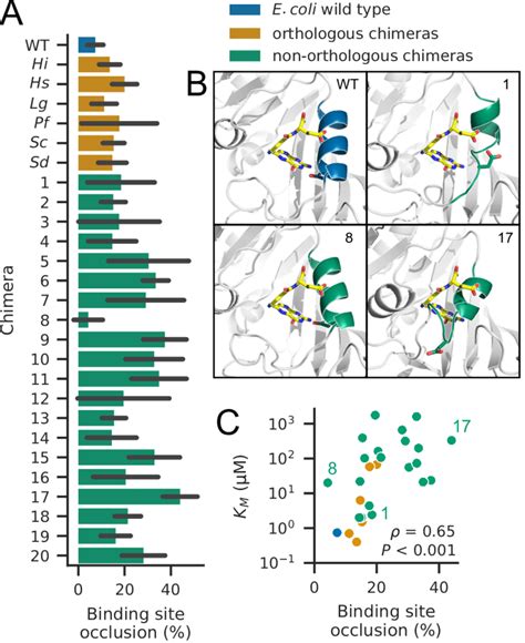 DHFR Variants With Greater DHF Binding Site Occlusion Have Higher KM