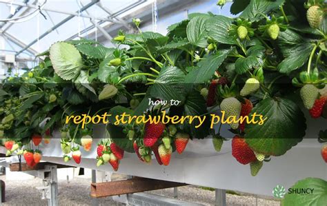 Repotting Your Strawberry Plants A Step By Step Guide Shuncy