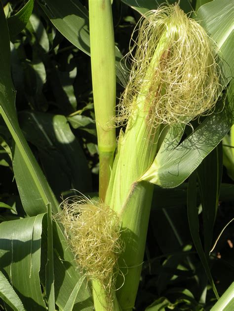 Corn Earworm Control Walter Reeves The Georgia Gardener